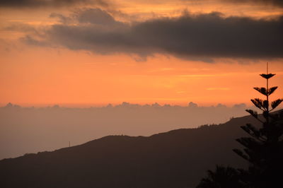 Silhouette trees against sky during sunset