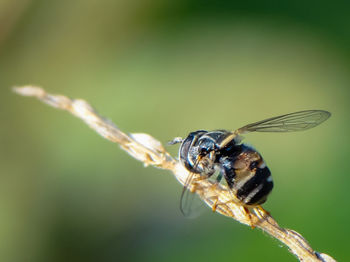 Close-up of insect