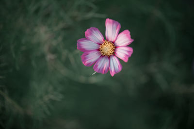 Close-up of pink flower against blurred background