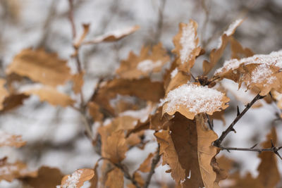 Snow on the oak leaves, winter snow macro, brown and white colors