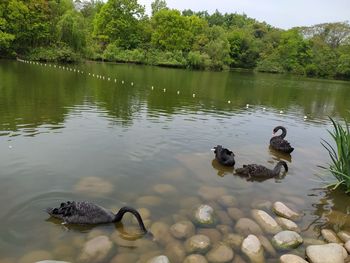 Ducks swimming in lake