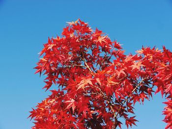 Low angle view of autumnal tree against clear blue sky