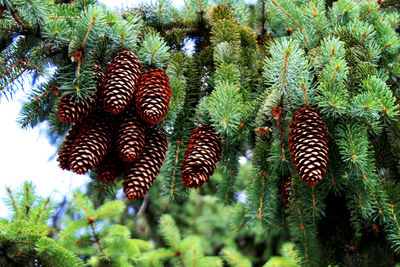 Close-up of plants against trees