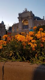 View of flowering plants in front of building