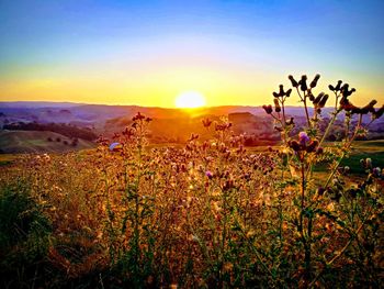 Scenic view of flowering plants on field against sky during sunset