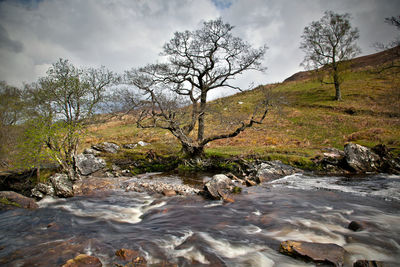 Stream amidst bare trees against sky
