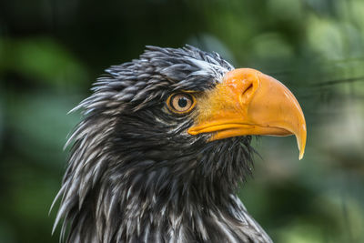 Close-up of eagle