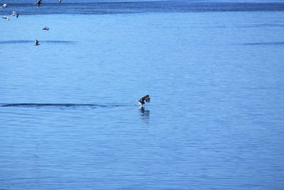 Man swimming in sea