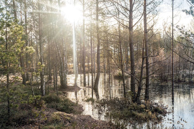 Lake at viru raba or bog swamp at lahemaa national park in autumn