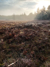 Scenic view of field against sky