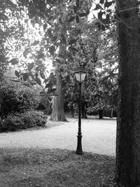 Street amidst trees in park