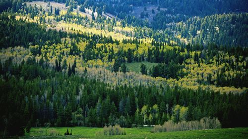 Scenic view of grassy field