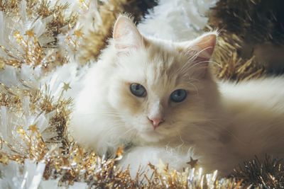 Close-up portrait of white cat