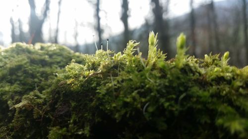 Close-up of leaves