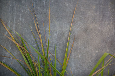 Close-up of wet grass