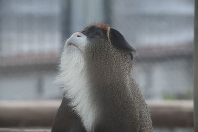 Close-up of monkey