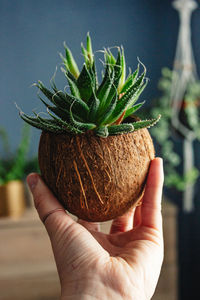 Close-up of hand holding potted plant