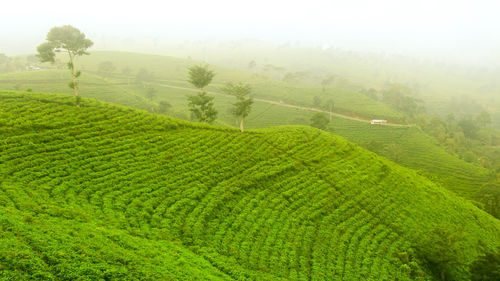 Scenic view of green landscape during foggy weather