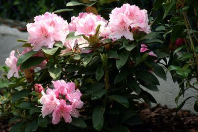 Close-up of pink flowers blooming outdoors