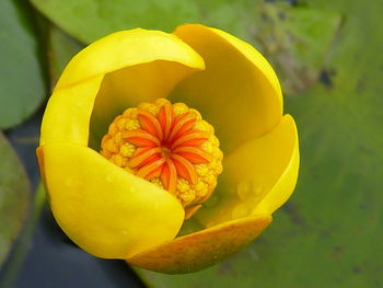 Close-up of yellow flower blooming outdoors