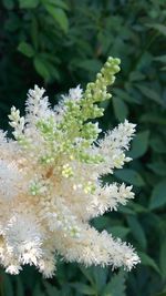 Close-up of white flowers blooming outdoors