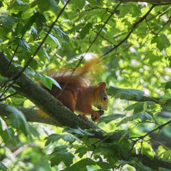 Squirrel on a tree