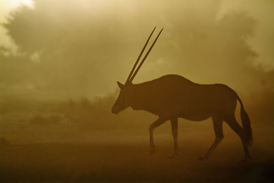 Side view of horse on field against sky during sunset