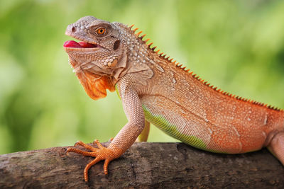 Side view of iguana on branch