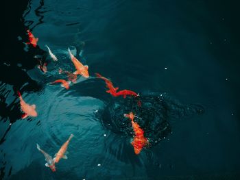 High angle view of koi carp fish in pond