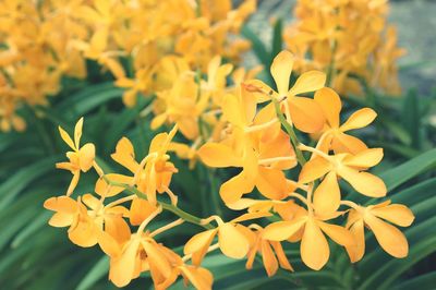 Close-up of yellow flowering plant