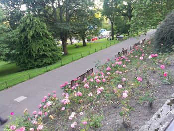 Pink flowering plants in park