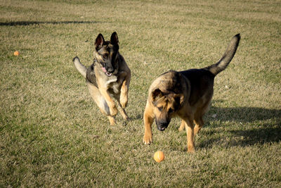 Dogs running on grassy field
