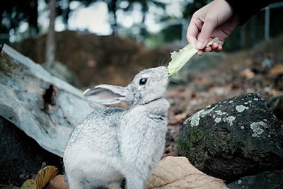 Close-up of hand feeding rabbit