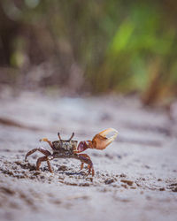 Close-up of a crab