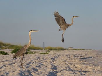 Birds on beach