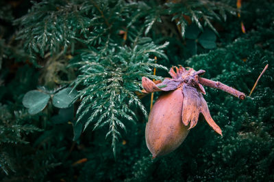 Close-up of fruit growing on tree