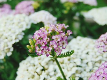 Close-up of pink flowers blooming outdoors