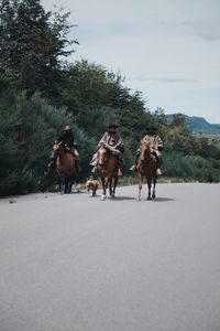 Horses on road