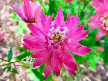 Close-up of insect on pink flower