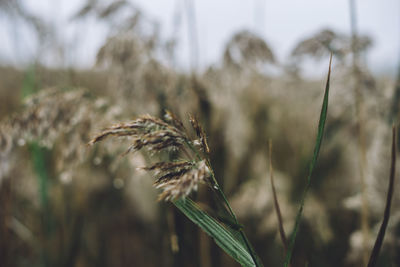 Close-up of stalks in field