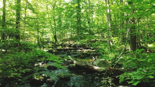 Trees in forest