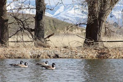 Swans swimming in lake