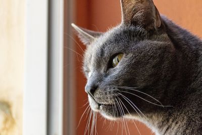 Close-up of a cat looking away