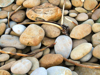 High angle view of dried seaweed and pebbles