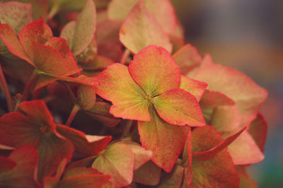 Close-up of autumn hydrangea flowers blooming in garden