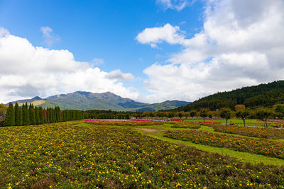 Scenic view of agricultural field against sky