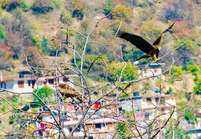 Bird perching on a tree