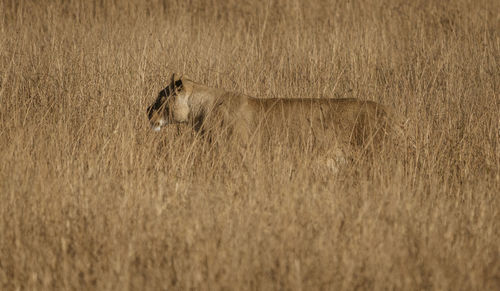 Close-up of lioness in field