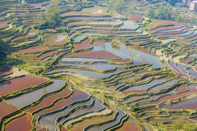 Yuanyang rice terrace, yunnan, china