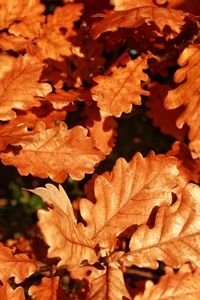 Close-up of maple leaves during autumn